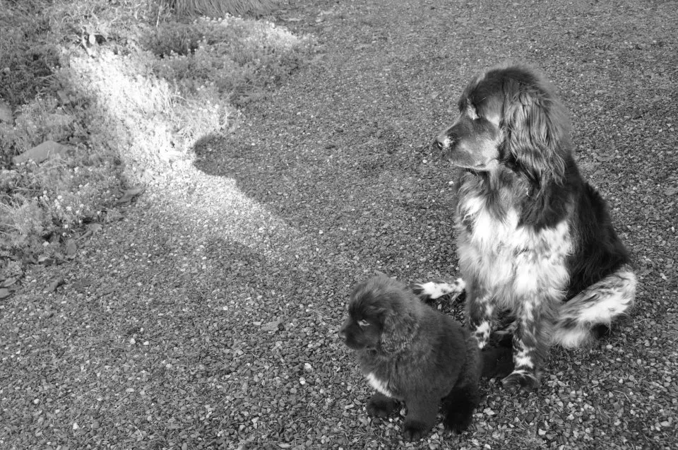 Saving Grace Veterinary Services