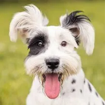 Singing Scissors Pet Grooming