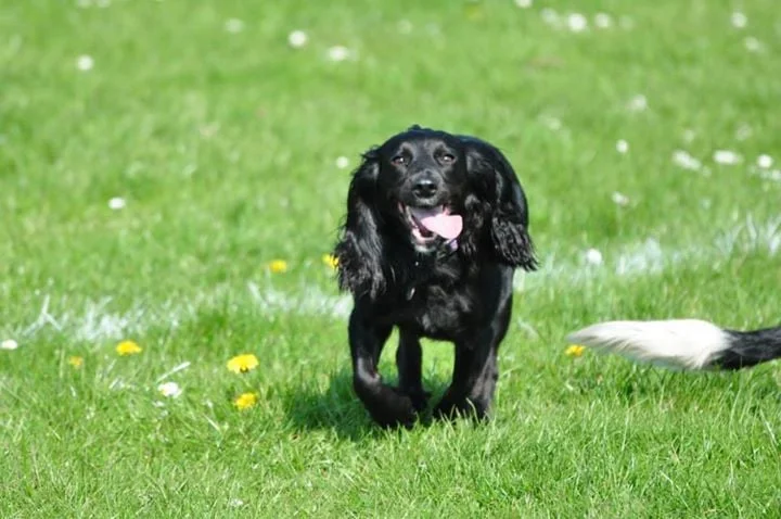 Canine Companion Chesterfield