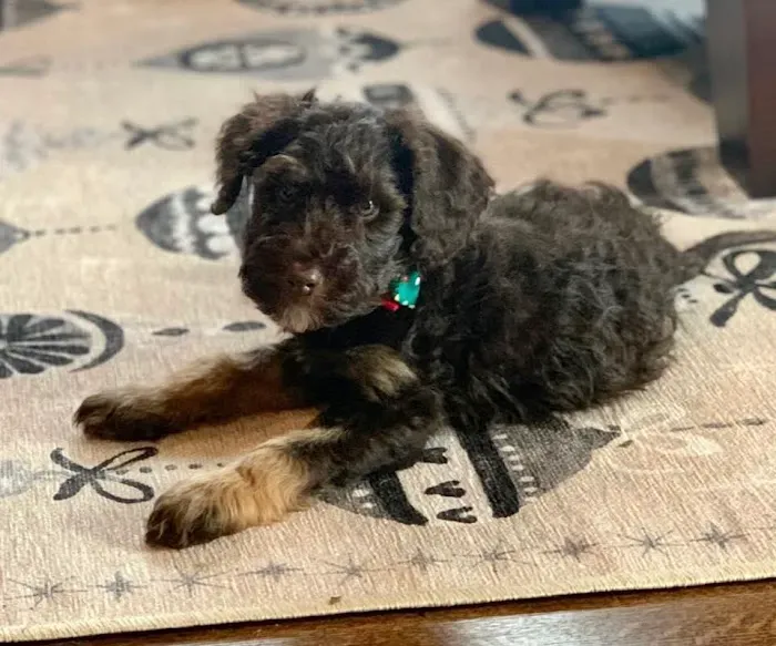 Cherrydale Veterinary Clinic