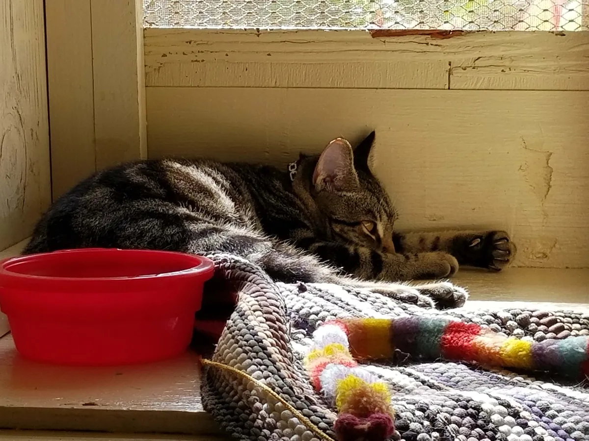 Cozy Cat Lodge Kaneohe