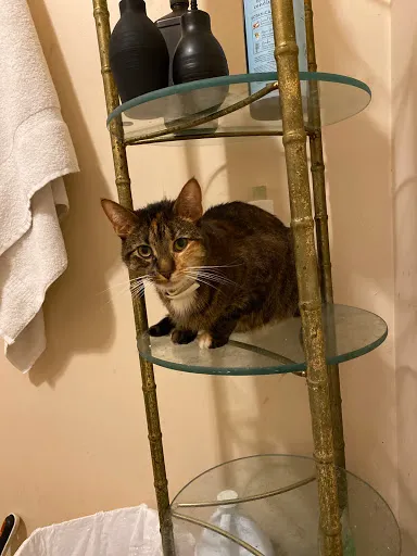 Delaware County Animal Hospital