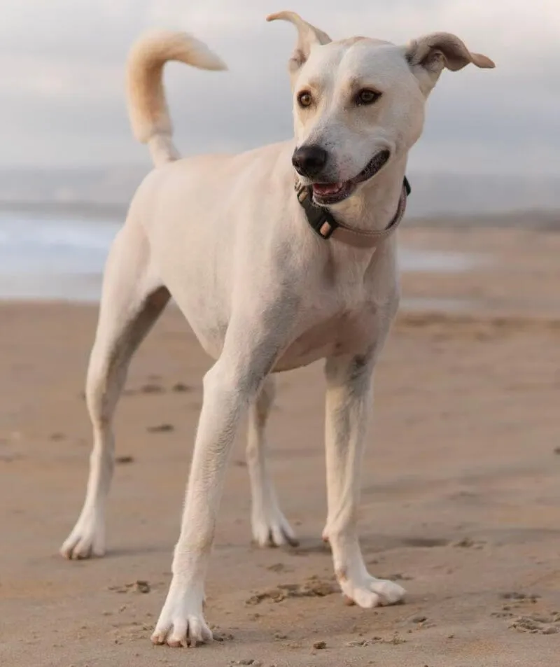 Alpine Animal Hospital