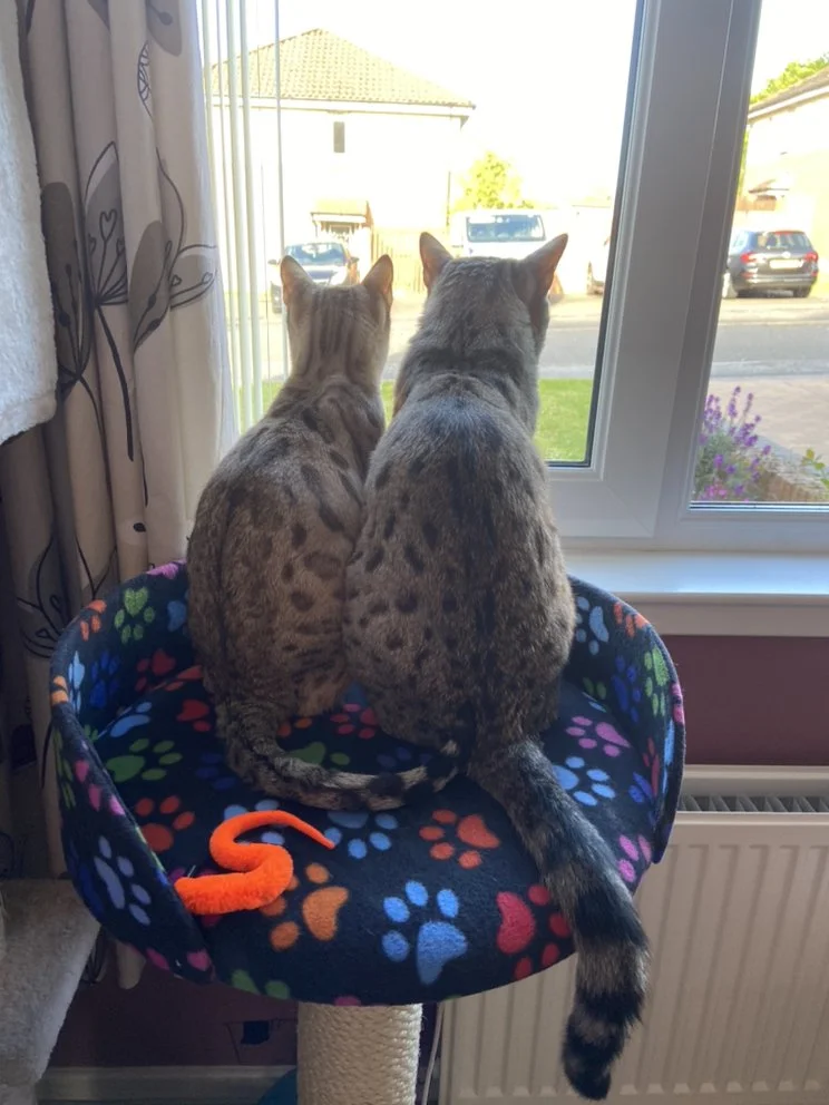 Pets Lunches, Cat Sitter Service, West Lothian