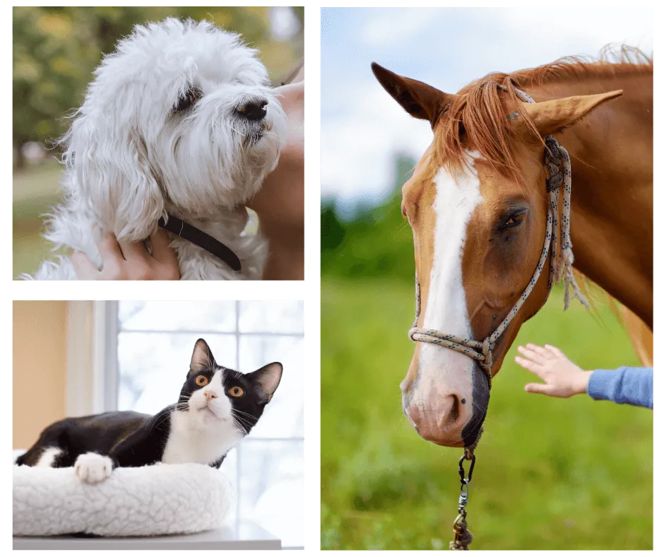 Hickory Hill Veterinary Services