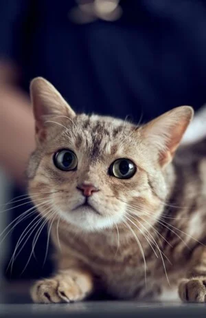 Kleintierklinik Ettlingen