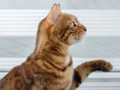 Unleashed with Grace