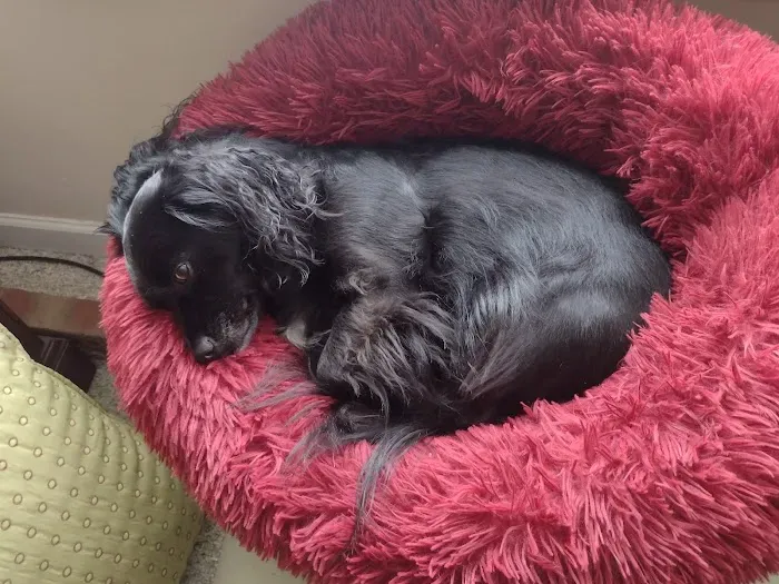 Mobile Animal Surgical Hospital