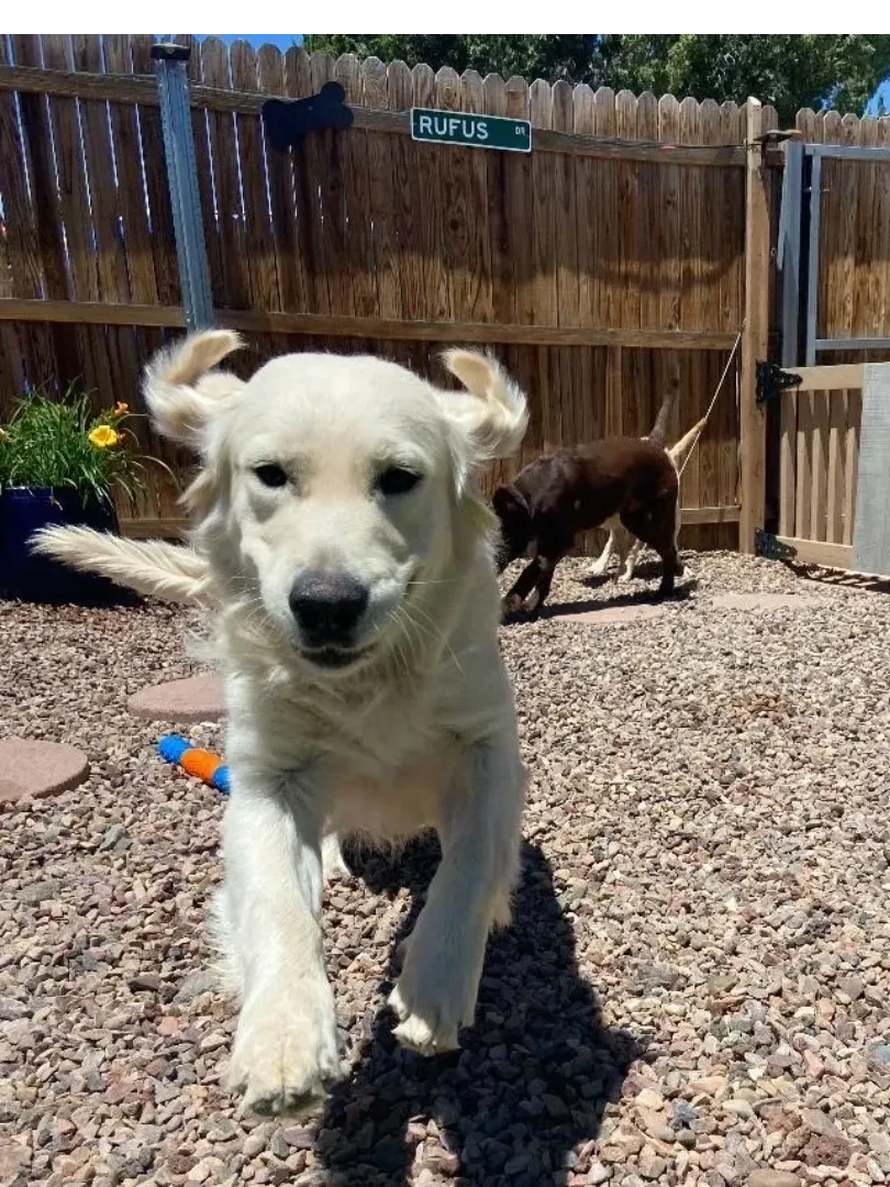 Bed Bath and Biscuits Pet Resort