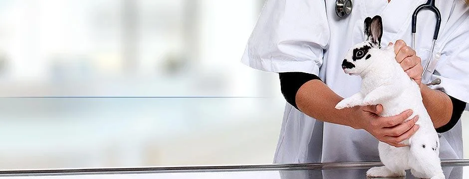 Kleintierpraxis Michaela Gußmann München