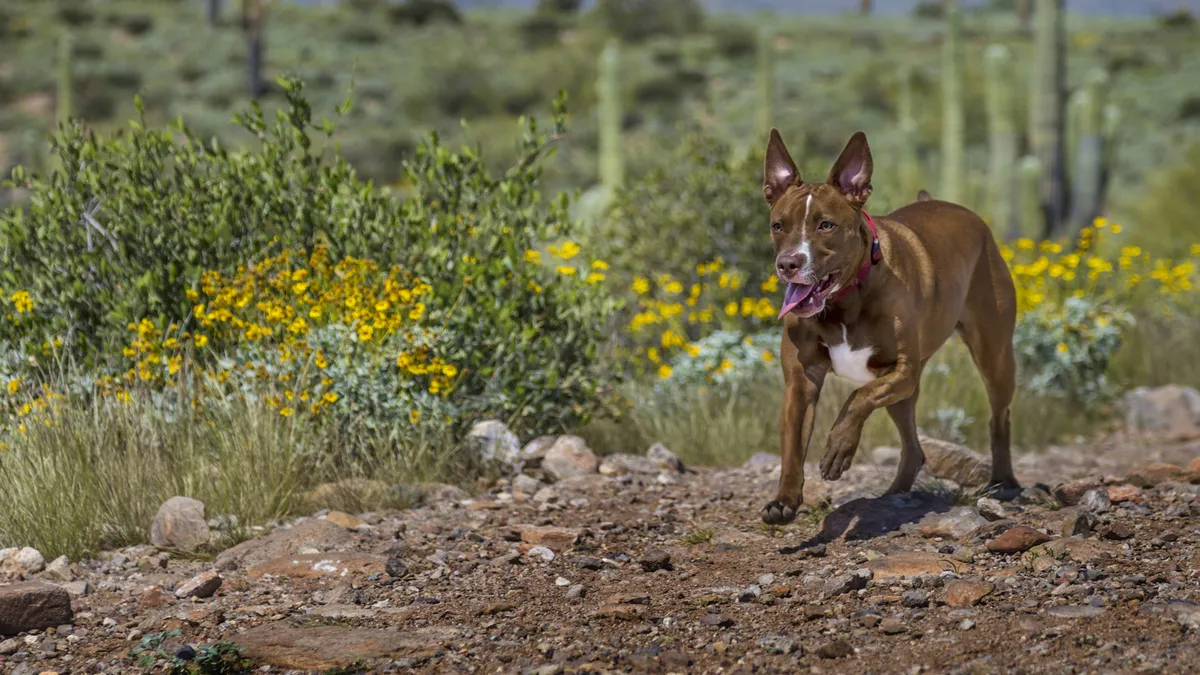 Sit Means Sit Dog Training - Pueblo