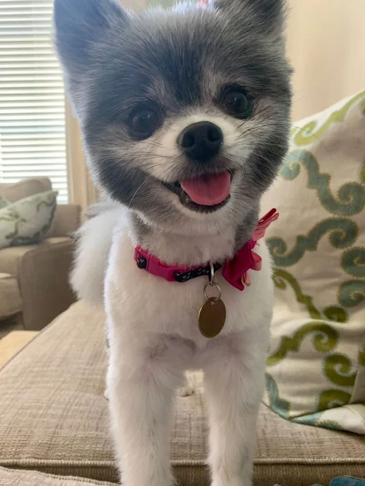 Makeover Rover Mobile Pet Grooming