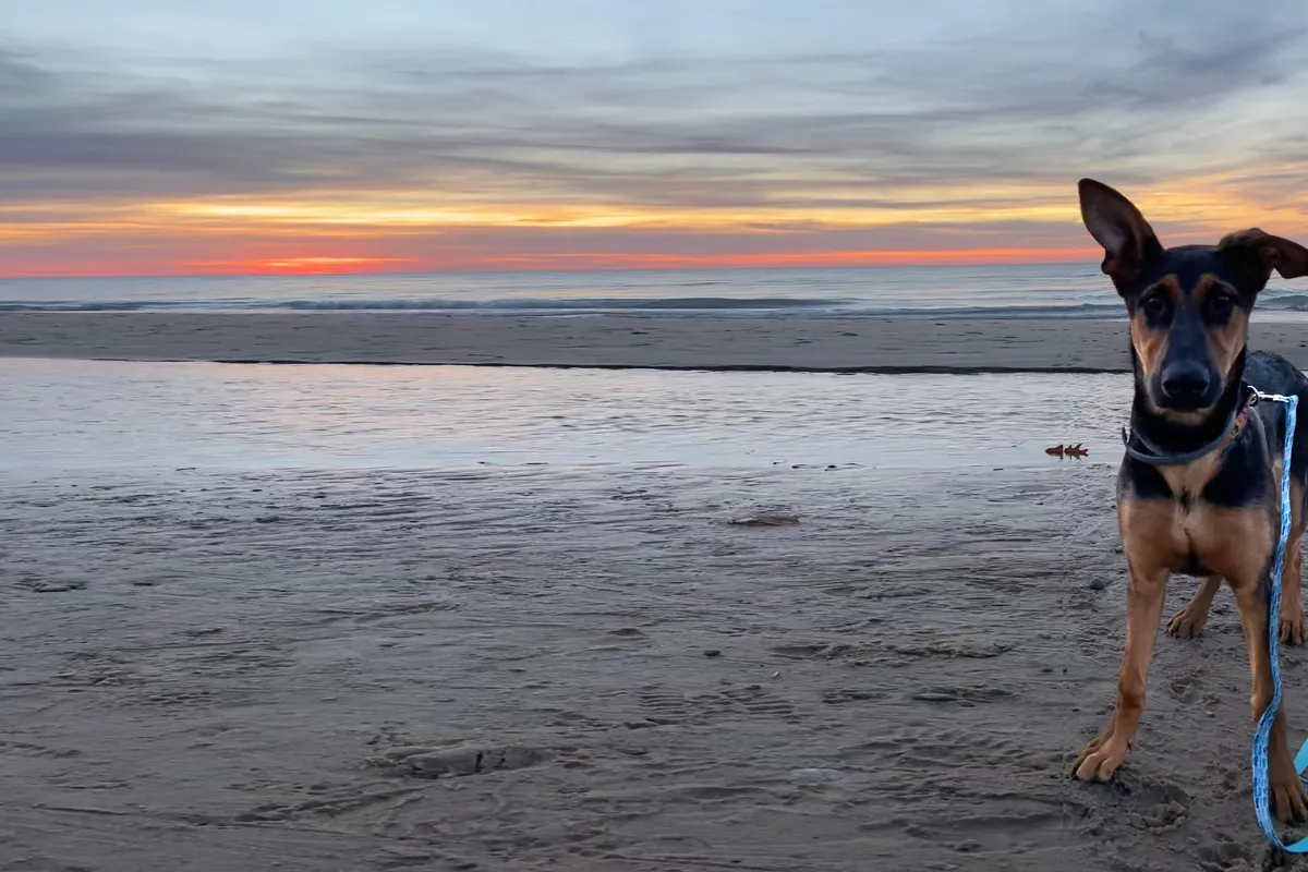 New Buffalo Animal Hospital