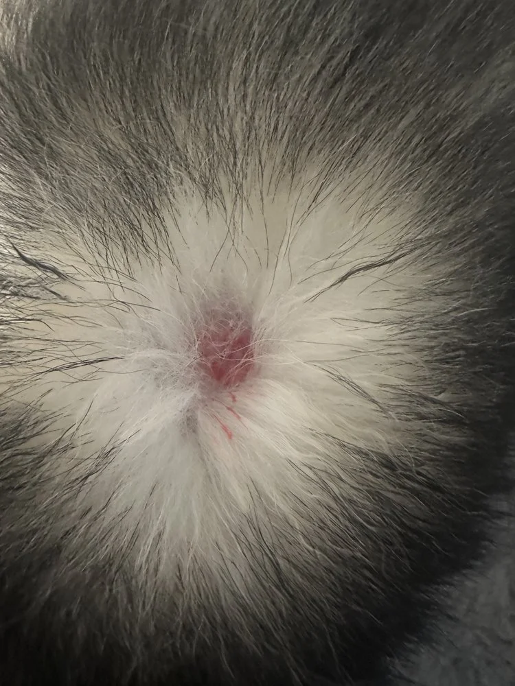 Richmond Hill Animal Hospital