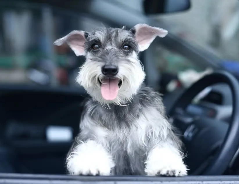 Healthy Paws Veterinary Center