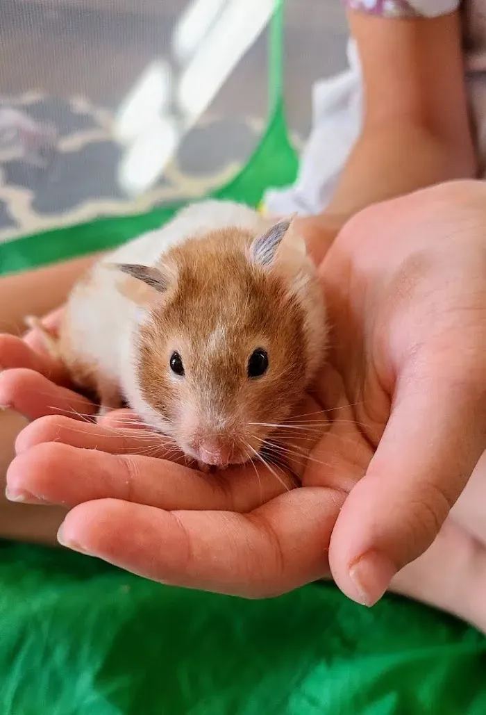 Medlin Exotic Animal Medical Services-MEAMS