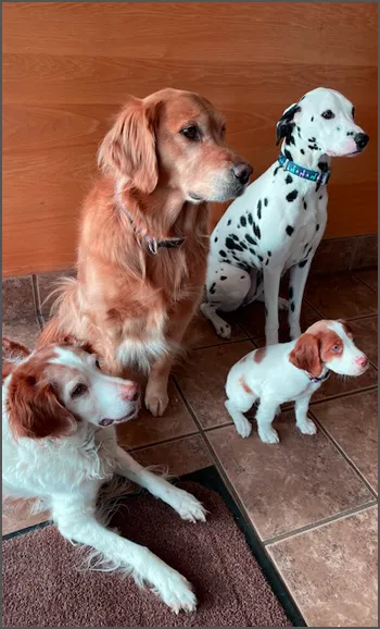 Diamond Q Animal Hospital