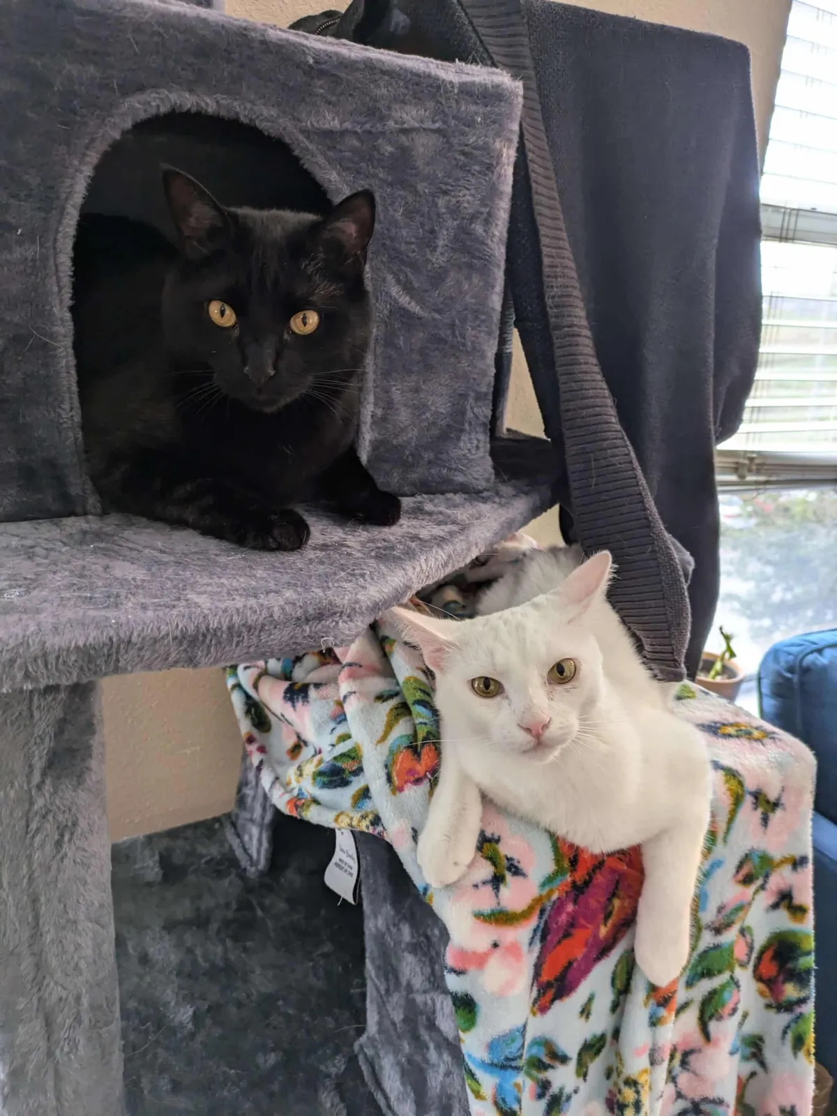 Neighborhood Veterinary Centers - Canyon Lakes