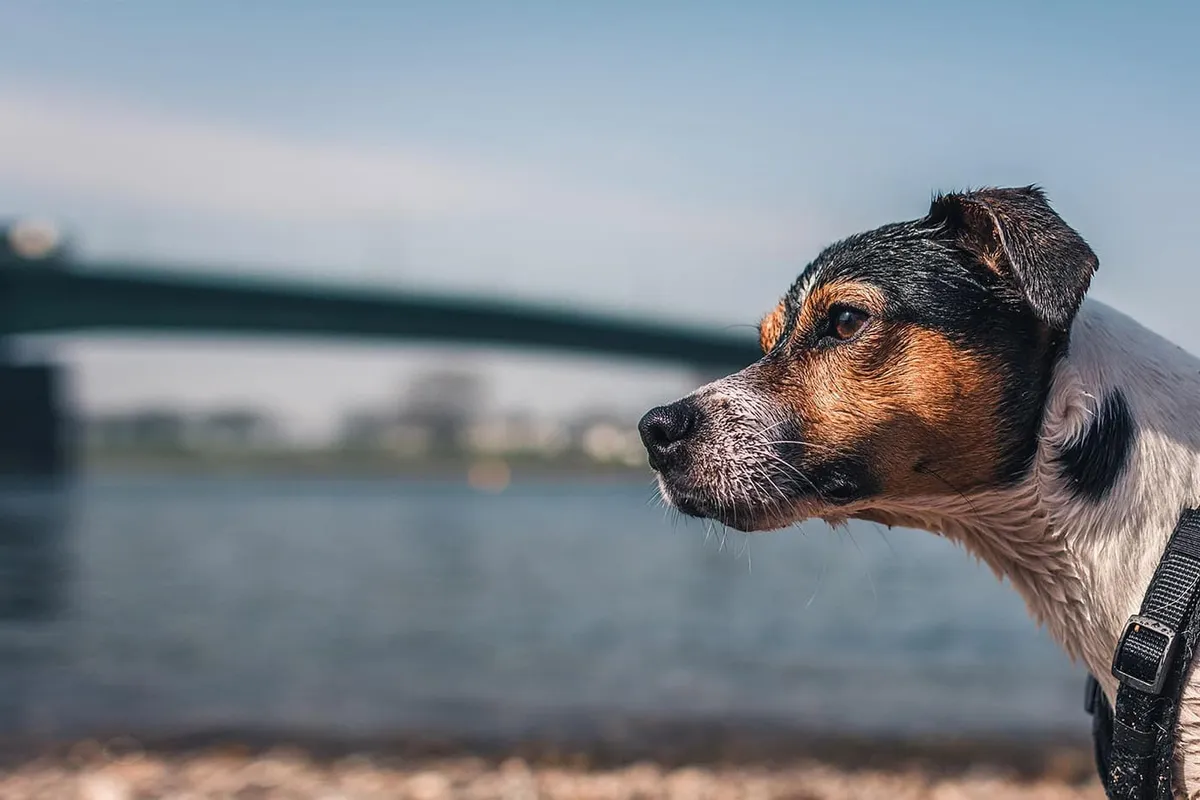 Beaches Animal Clinic