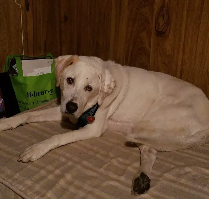 Green River Veterinary Hospital