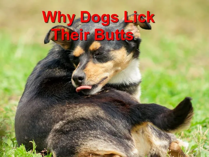 South Beach Animal Hospital