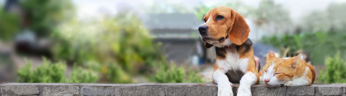 Tierarztpraxis Schullenberg