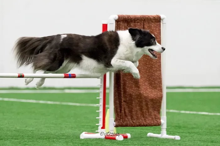 Ready to Go Veterinary Rehabilitation