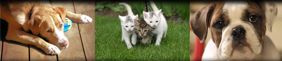 Blue Cross Pet Hospital