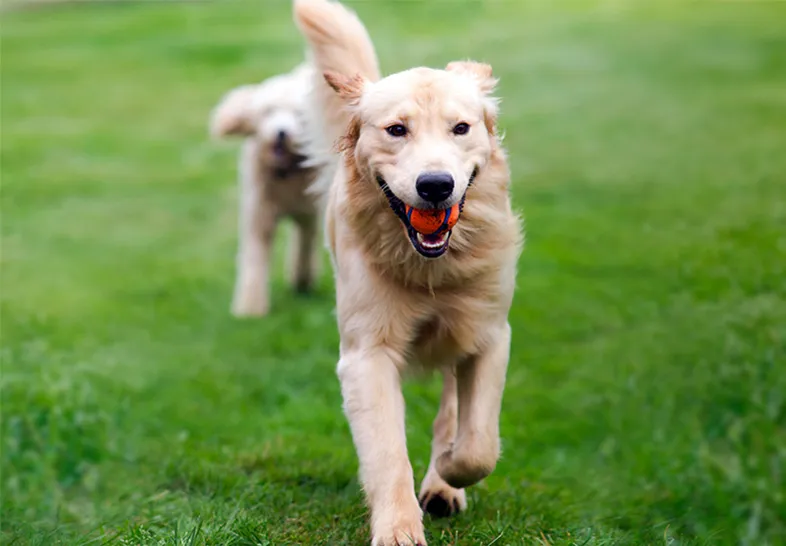 Better K9 Pet Resort