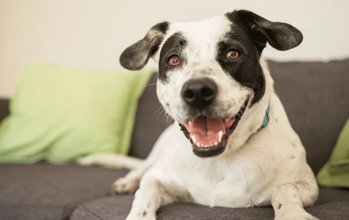 Unicorn Boarding Kennel
