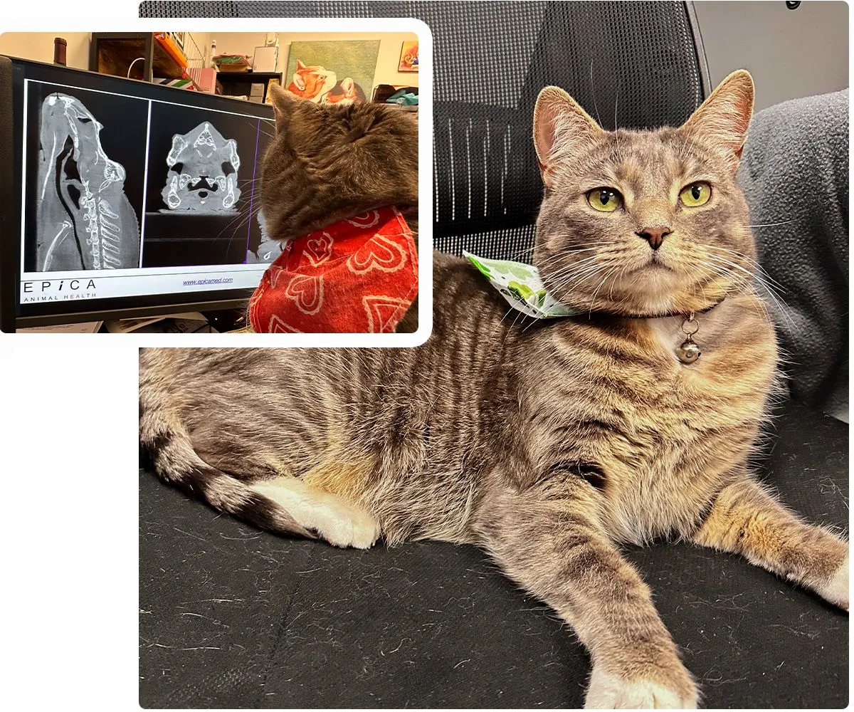 Homeward Bound Veterinary Services