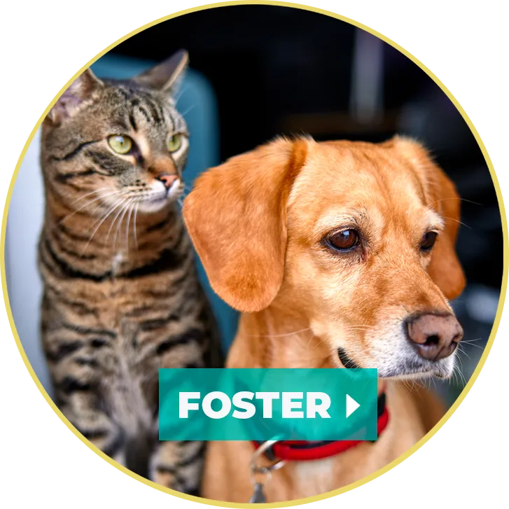 Brandywine Valley SPCA