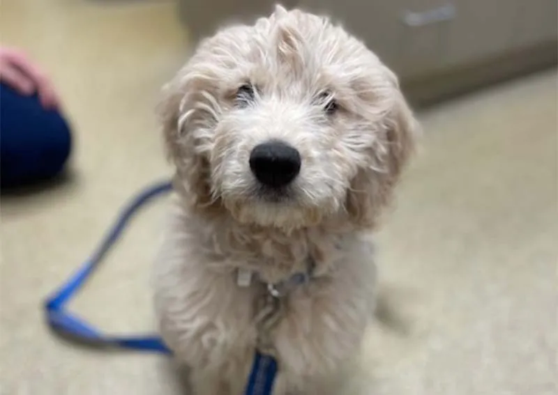 Eye Care for Animals - St Charles