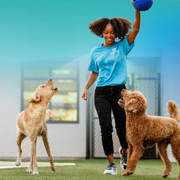 Pet Paradise Cedar Park