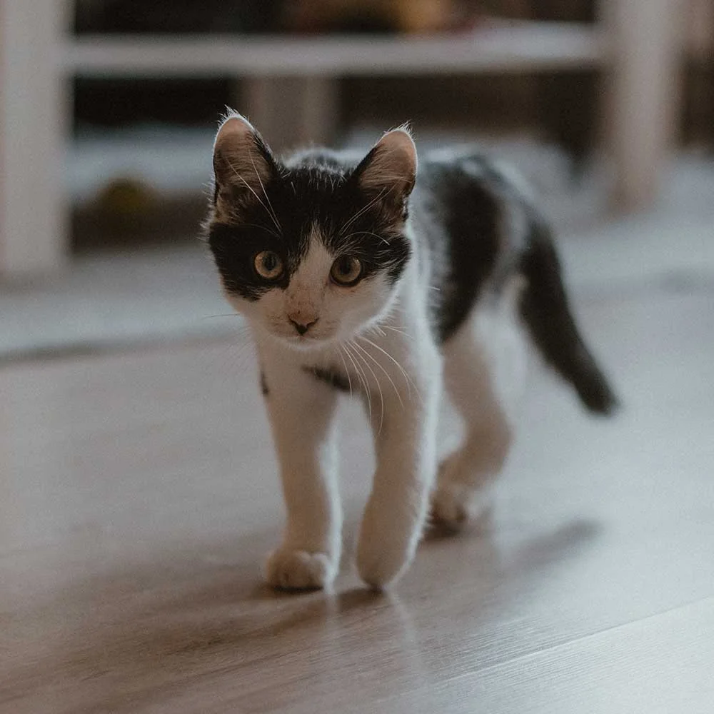 Essendon Veterinary Clinic