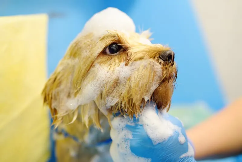 Jewels Pet Grooming Salon and Boutique