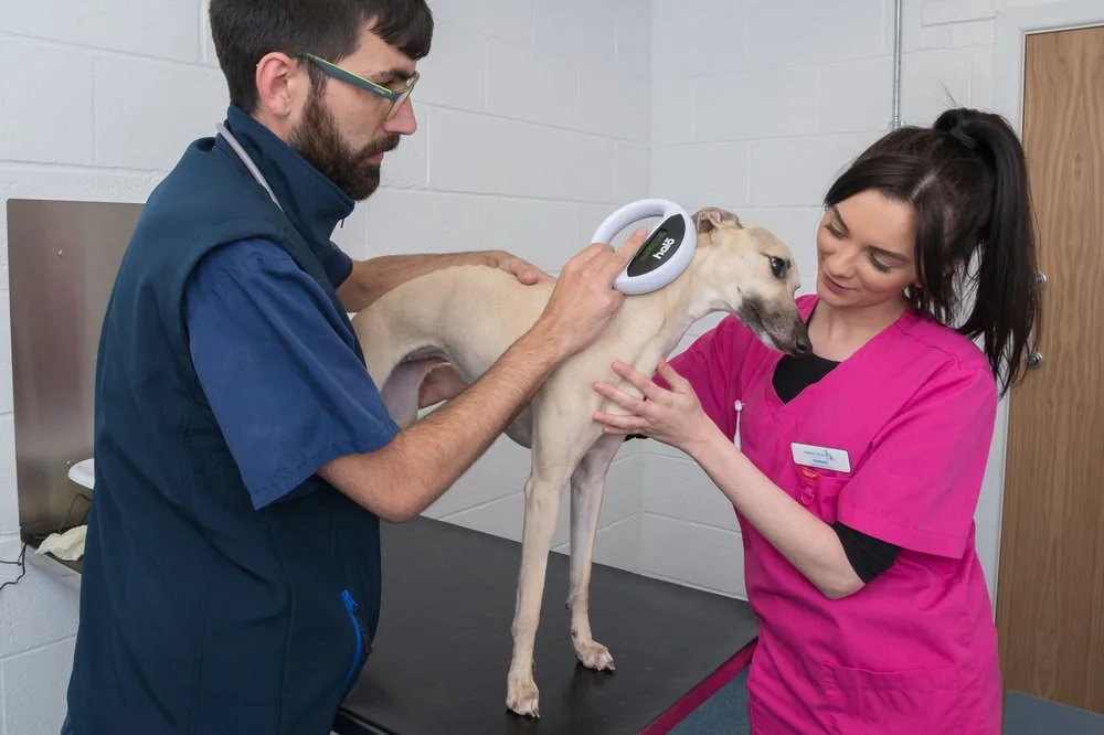 Animal Trust Not for Profit Vets