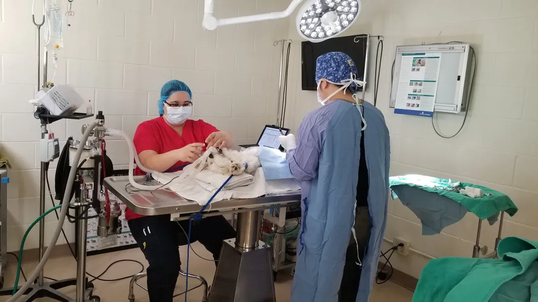 Cypress Dog & Cat Hospital