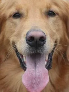 Hickory Tree Veterinary Hospital