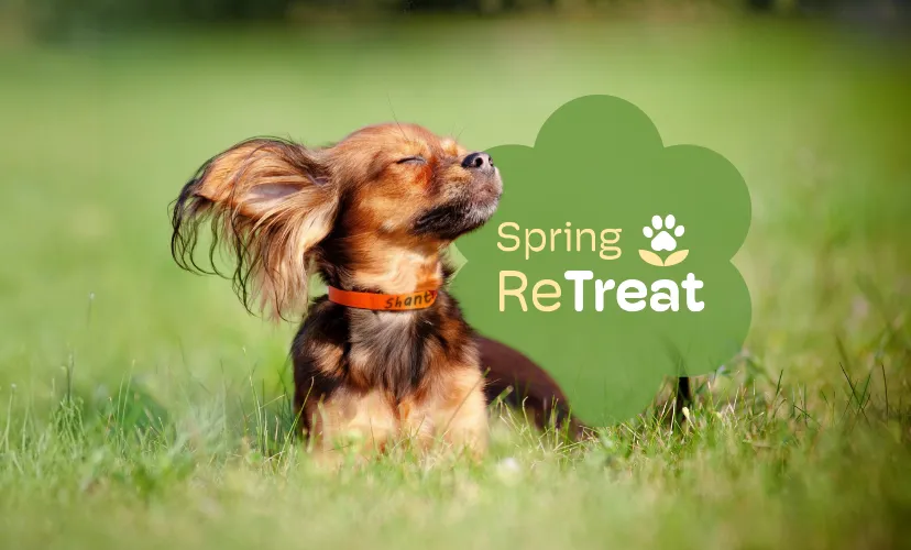 Camp K9 Pet Resort & Day Camp