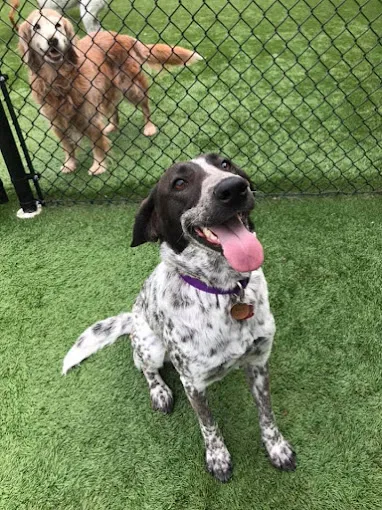 Wagging Tails Pet Resort