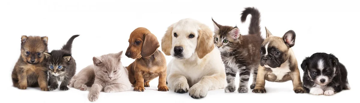 Kleintierklinik Dr. Meisinger