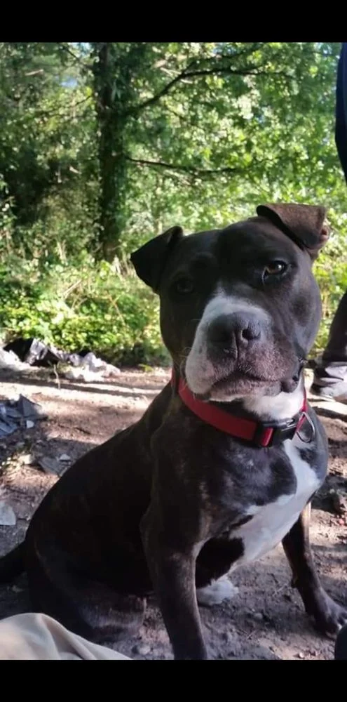 Goddard Veterinary Group Mandeville Veterinary Hospital