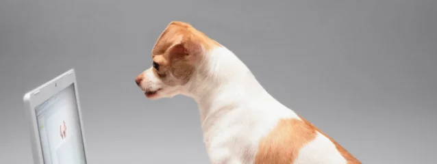 Tierarztpraxis Stefan Kampmann