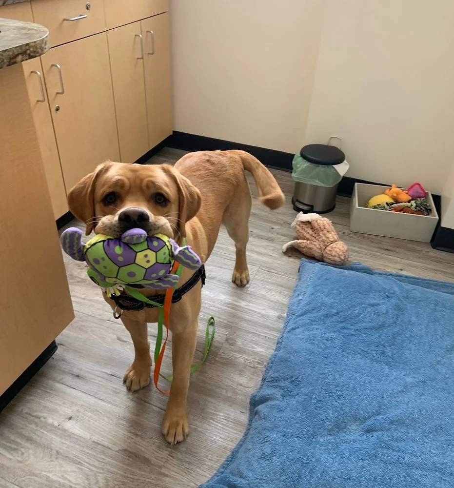 Harmony Veterinary Center