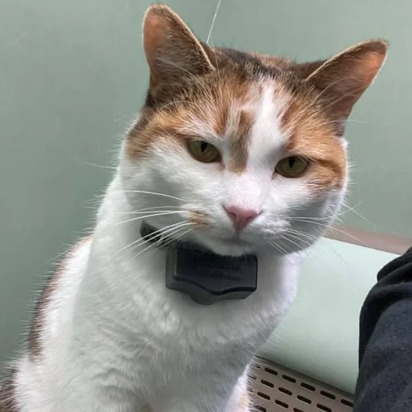 The Other Side of the Fence