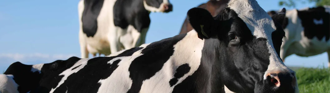 Capontree Veterinary Centre Longtown