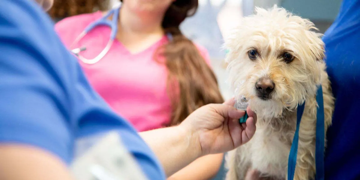 Hillcrest Animal Hospital