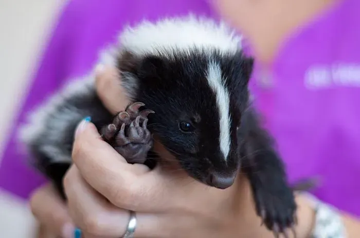 BVL Veterinary Hospital