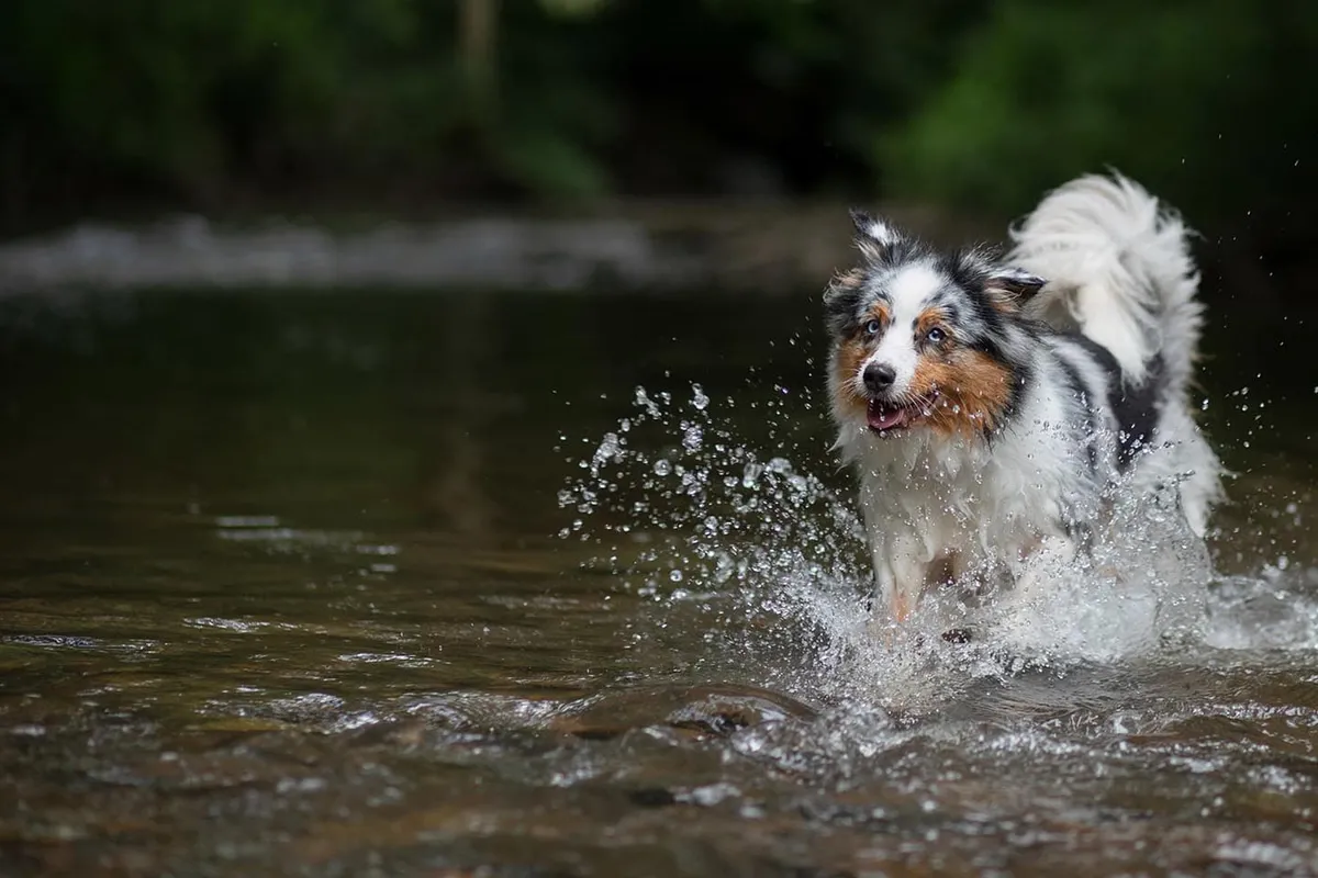 Cibolo Creek Veterinary Hospital